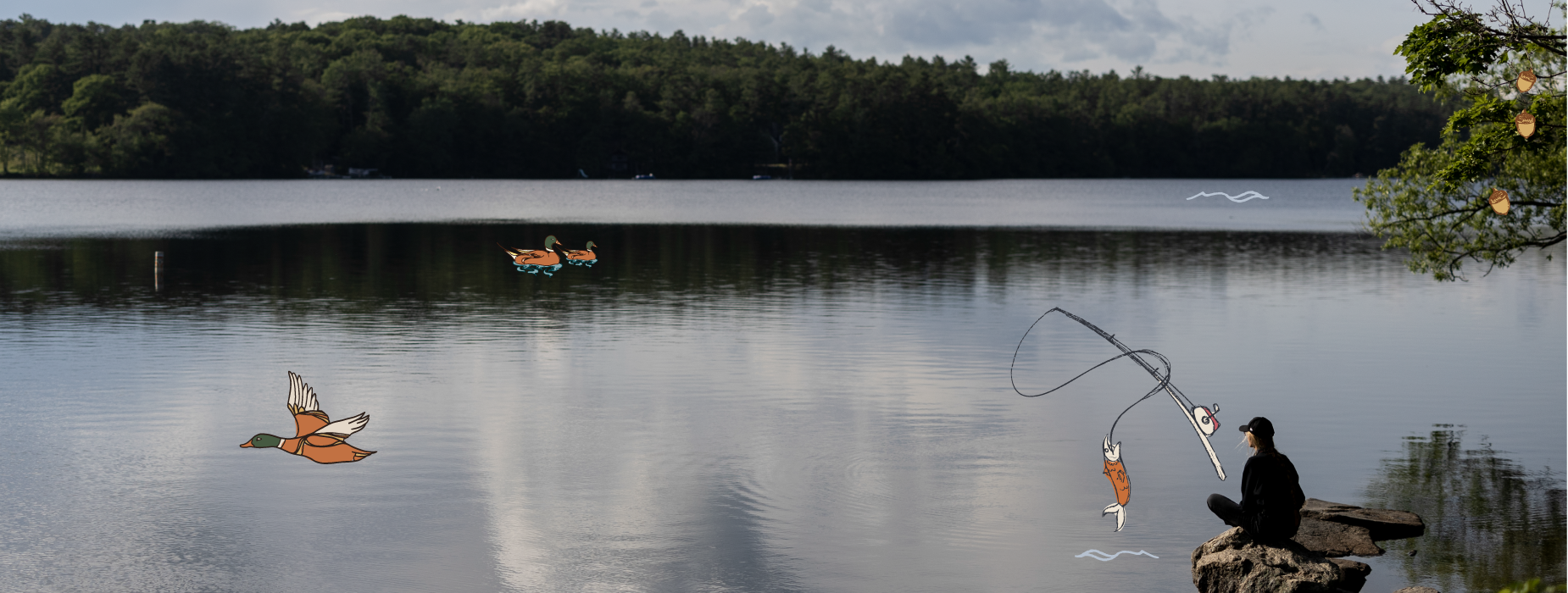 Sebago: